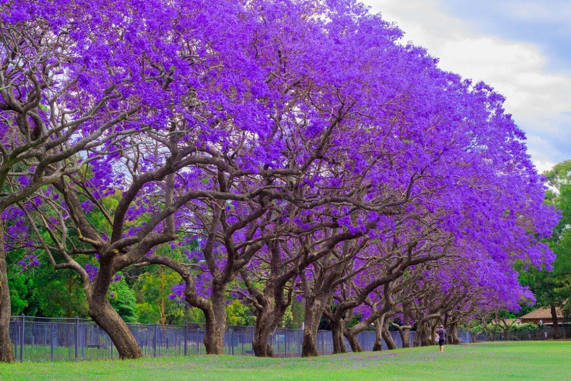 jacaranda