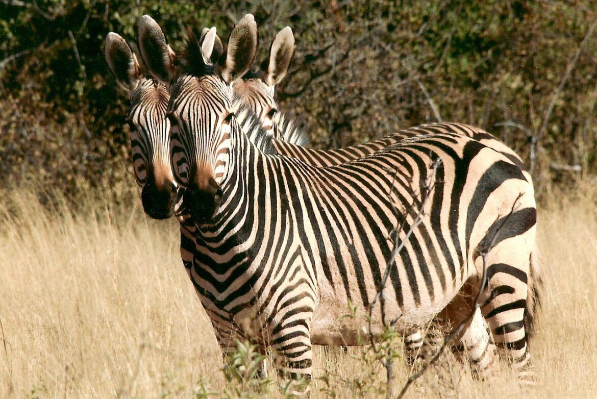 zebra