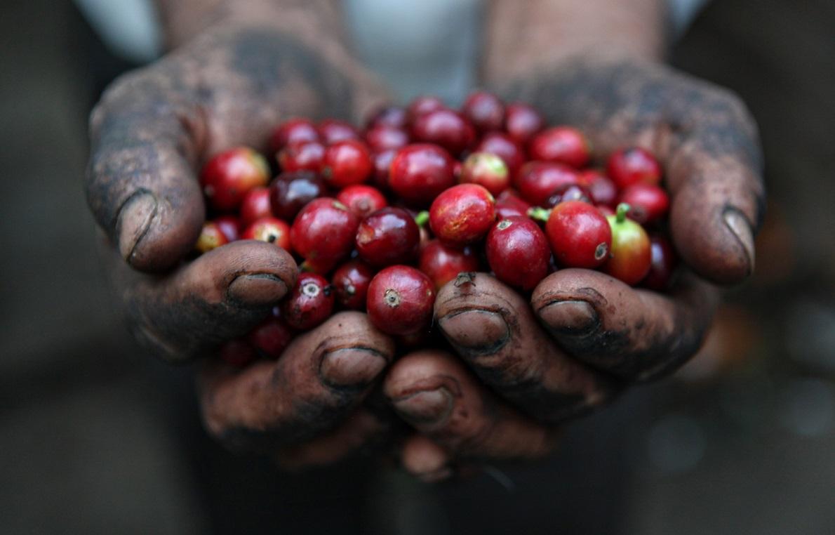 Il caffè etiope è apprezzato in tutto il mondo, esportazioni da record