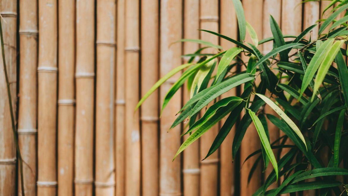 bambù