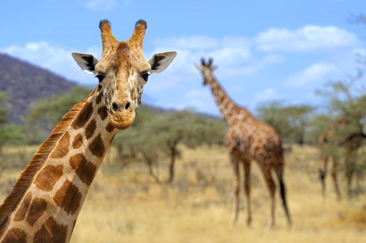 giraffa