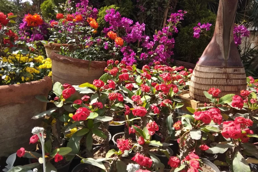 Egitto, fiori d’autunno a Zamalek