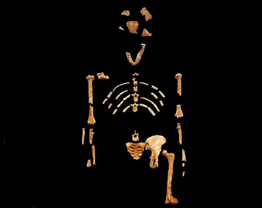 Lucy e Selam tornano a casa: l’Etiopia celebra le sue icone dell’evoluzione umana