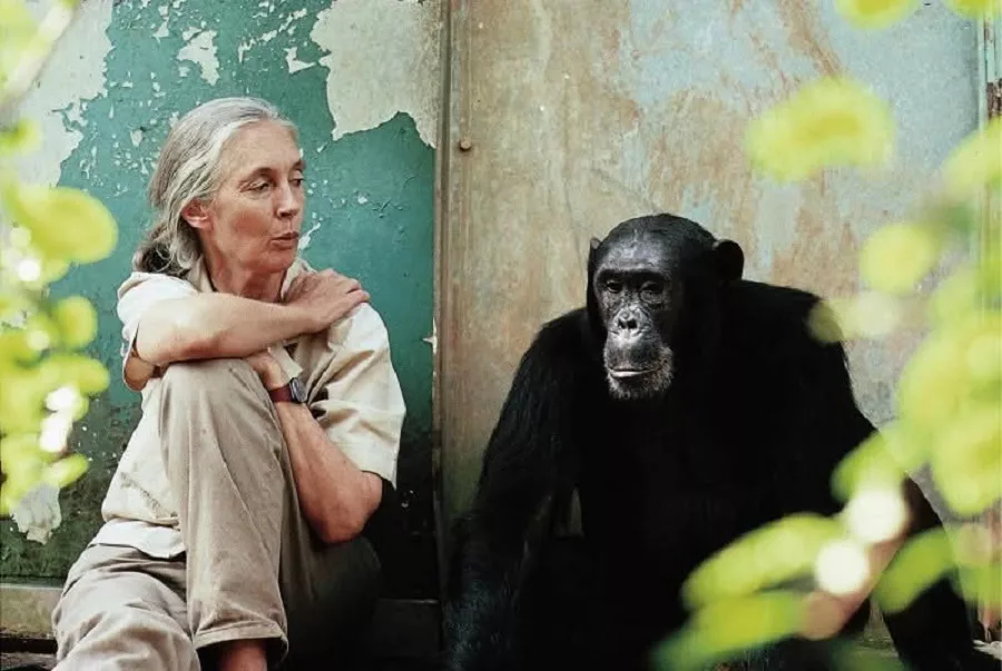 Jane Goodall, un’assenza che parla ancora agli scimpanzé