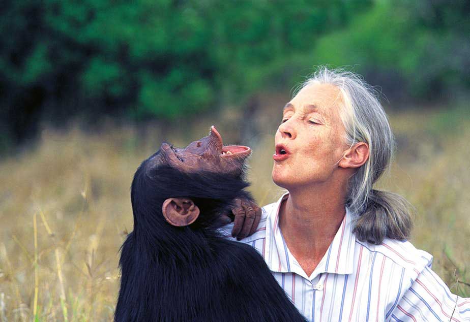 Addio a Jane Goodall, pioniera degli studi sugli scimpanzé