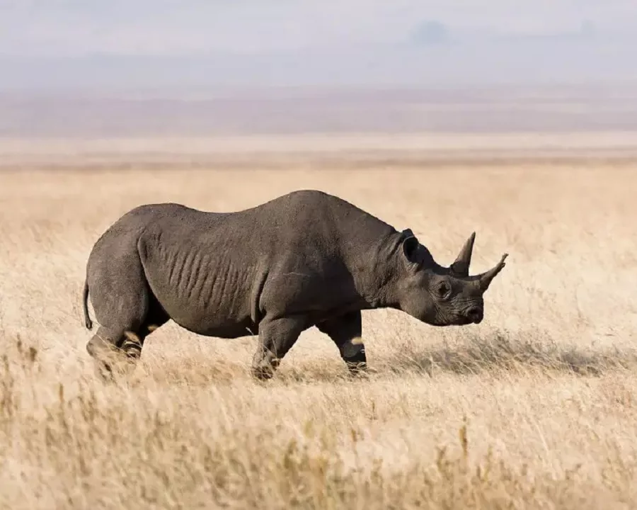 rinoceronte nero