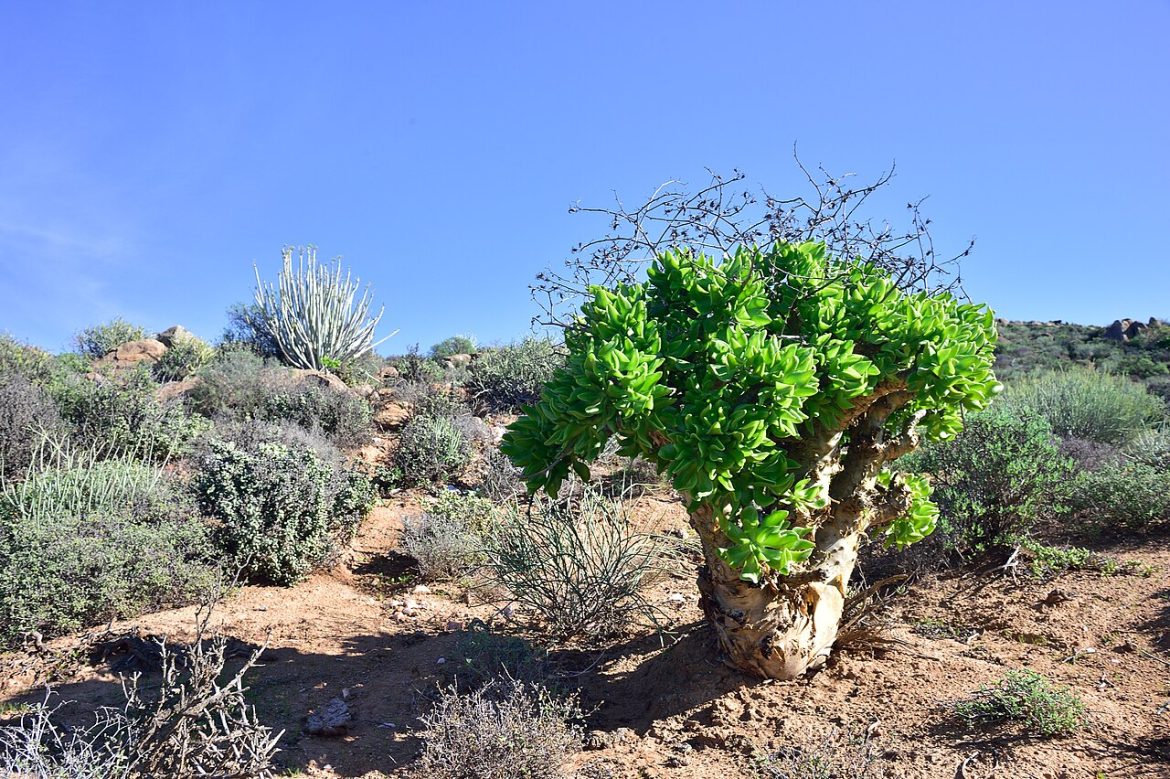Parco del Richtersveld, in Sudafrica