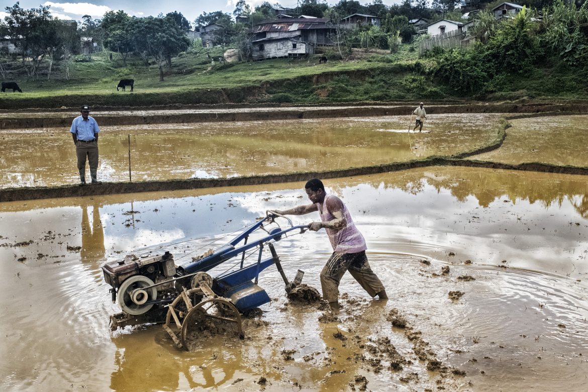 Un uomo ara una risaia ad Andasibe, Madagascar