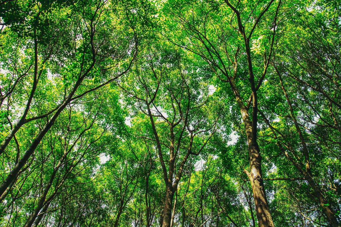 alberi