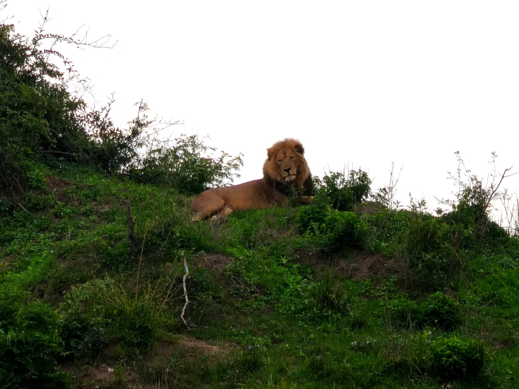 Leone nel suo habitat