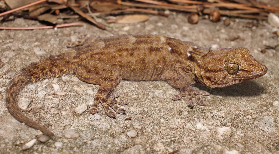 Tarentola annularis