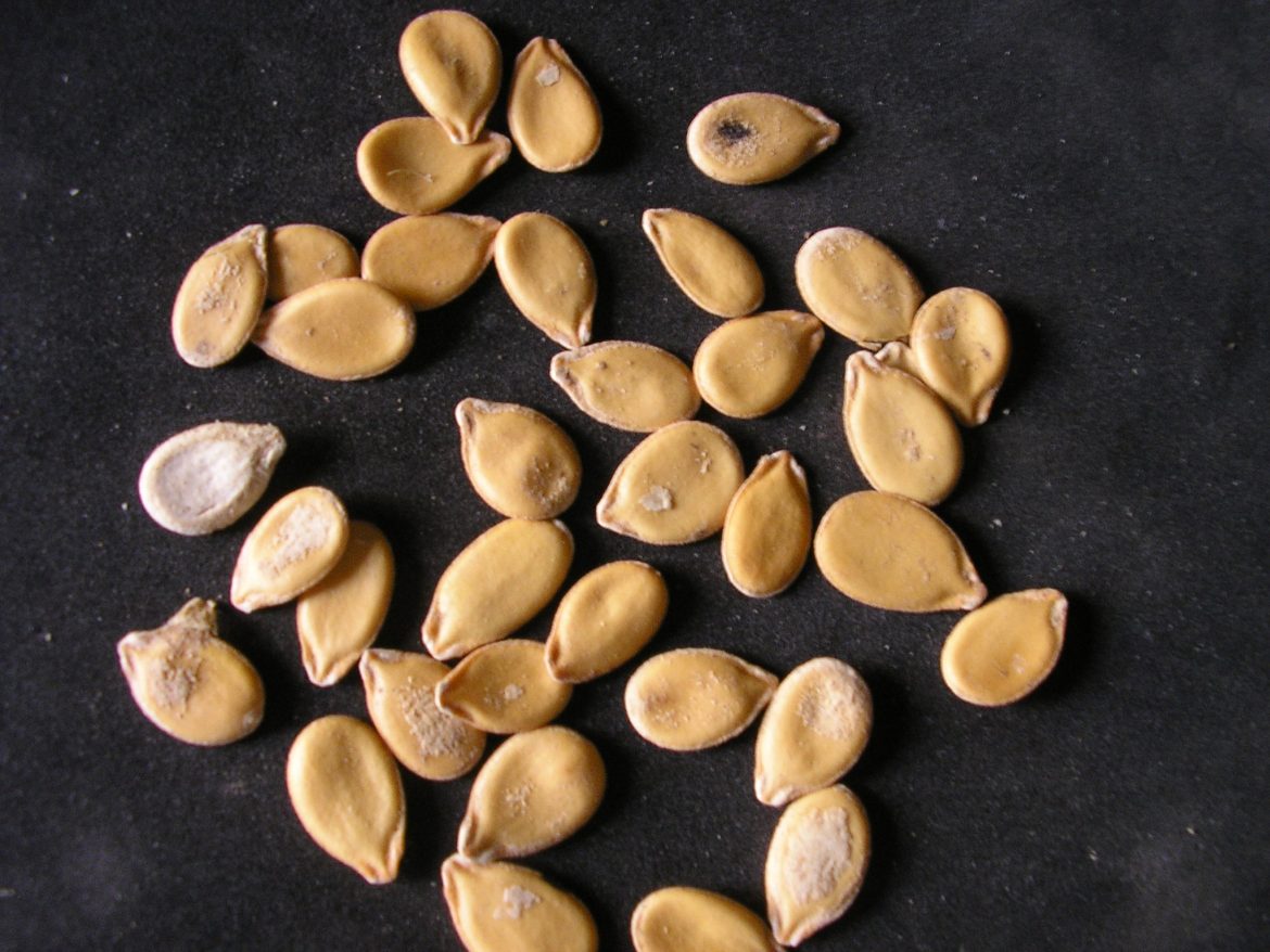 egusi