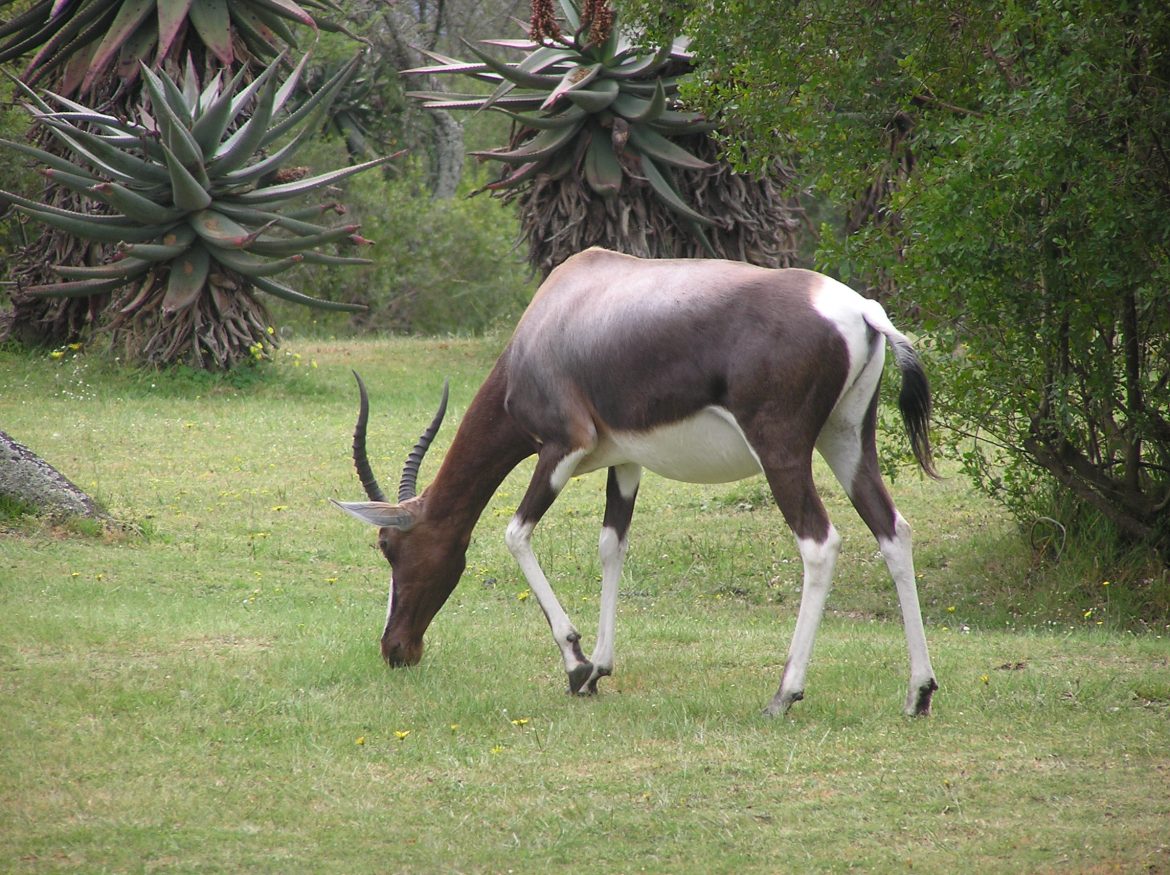 Bontebok National Park