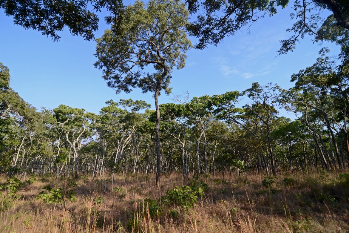 Miombo foresta