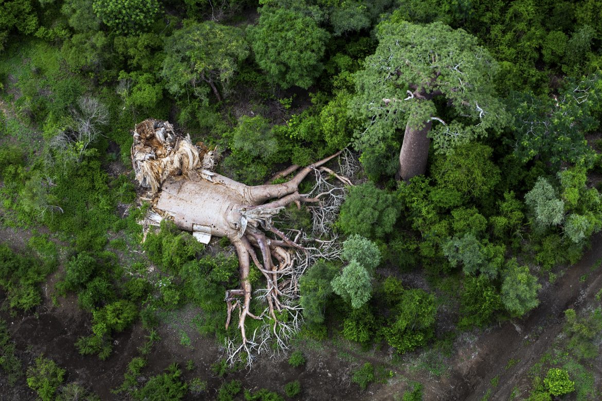 baobab