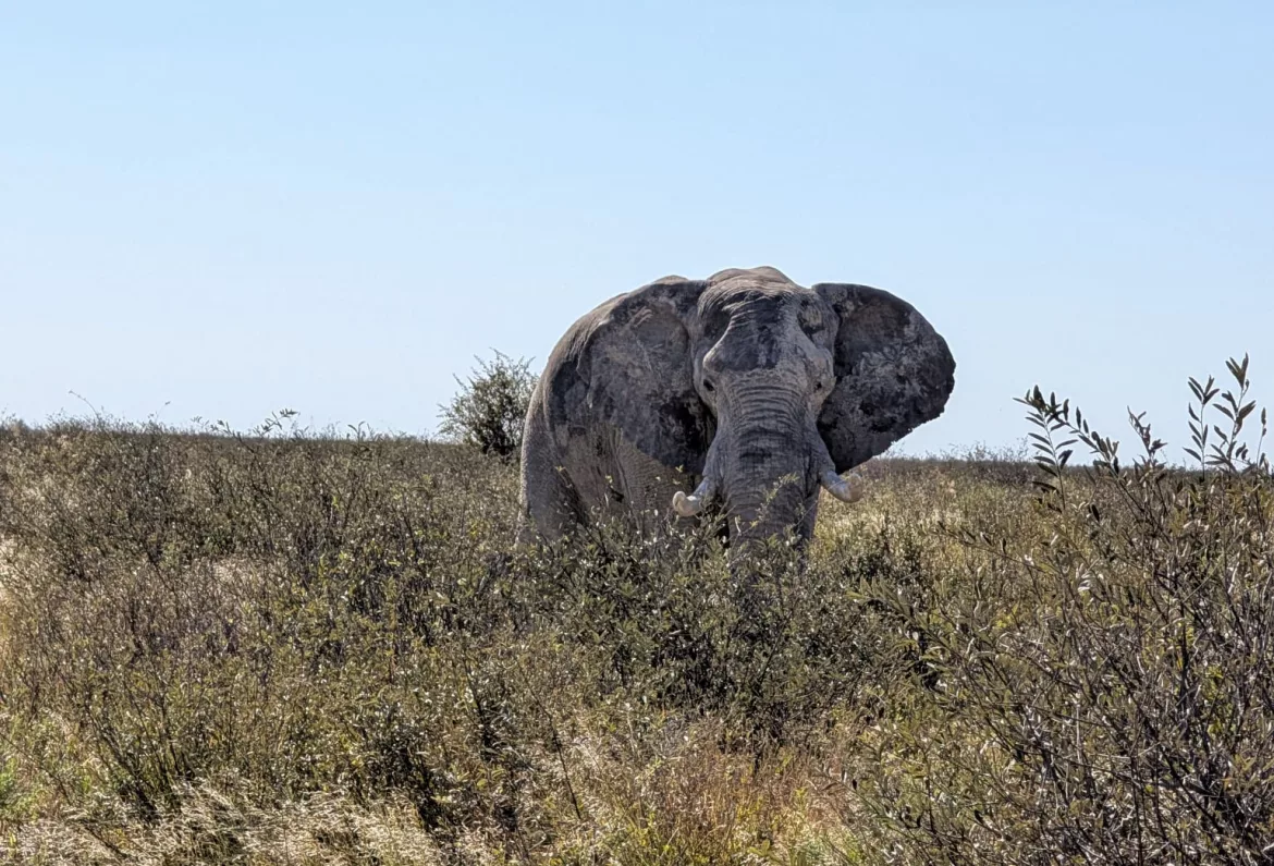 elefante