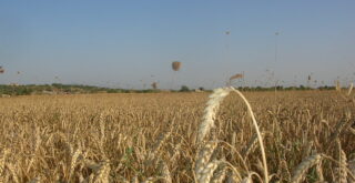 agricoltura_grano cereali